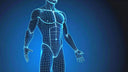 Somatotipos Fitness: Descubre tu Tipo Corporal y Optimiza tu Entrenamiento y Nutrición